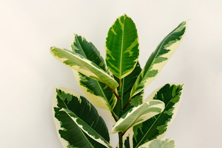 Variegated ficus elastica varieties variegata, or robusta tineke. Plant with tricolor leaves. 