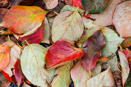 Top view on fallen colored autumn leaves