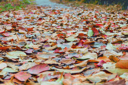 Autumn weather, fallen leaves on the road in a city park, view from a lower angle.の写真素材