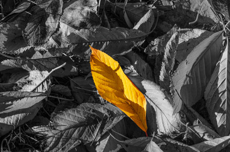 Fallen colorless leaves, among them one bright yellow. Uniqueness, difference, individuality and...