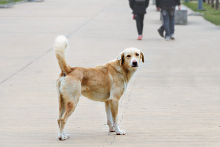 Lonely stray dog stands on the street and looks at the camera. Homeless animals in the city.