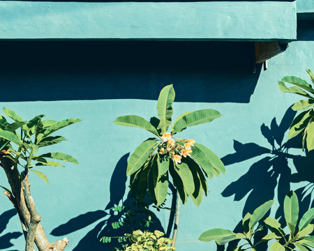 Branches of ropical plant frangipani lit by the sun. Toned in pastel blue marine