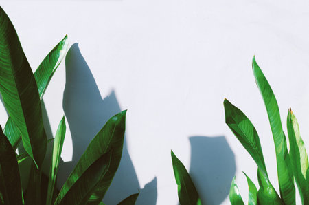 Long green tropical leaves of Philodendron campii on a white wall background. Empty place for text,...