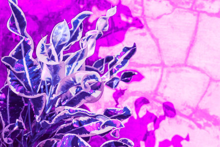 Plant with blue leaves against a purple wall. Neon tinting. Empty space for text.  Photo with soft...
