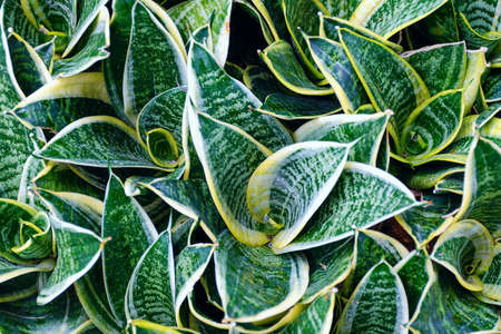 Top view of Sansevieria trifasciata golden, or Golden Hahnii.  Plant with green and yellow striped leavesの写真素材