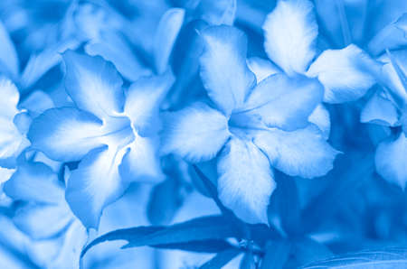 Blue floral background. Flowers of adenium obesum or tropical desert rose blossom. Toned in blue color. Photo with shallow depth of field and soft focusの写真素材