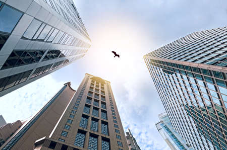 Hong Kong skyscrapers, bottom view.  Hawk soars over the tops of skyscrapers in the sunlight. Concept of secret threat to successful development. Freedom from corporate conventionsの写真素材
