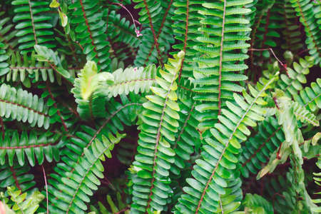 Ferns in the forest. Top view. Wild flora background.の写真素材