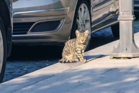 Homeless little street cat among the cars looking at the camera.の写真素材