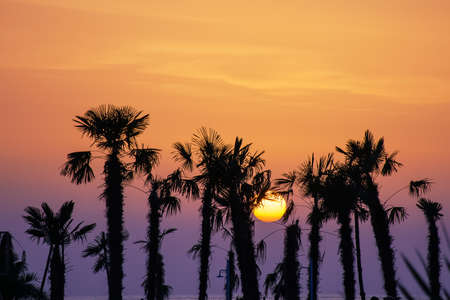 Palm trees silhouettes on tropical beach at bright sunset time.  Sun goes to the horizon through palm leaves. Batumi, Georgiaの写真素材