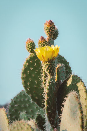 Cactus flower as retro vintage background.  Prickly pear cactus in pastel toneの写真素材