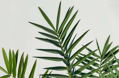 Palm green branches on a light gray wall background. Empty place for text, copy space.の写真素材