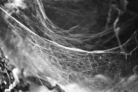 Spider web close up. Black and white photo. Halloween concept.