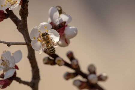 Bees pollinate apricot tree in early March Bee on flower buds in early winter.の写真素材