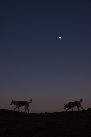 Two dogs walking on the moon at sunset in the desertの写真素材