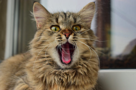 the cat yawns sitting on the windowsill.