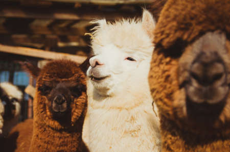 Cute alpaca outside farm lit by sunlightの写真素材