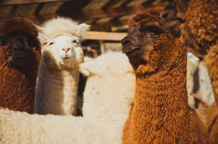 Group of cute alpacas outside of farm on sunny dayの写真素材