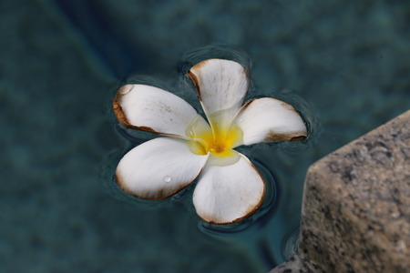 White Flower floating in the swimming poolの写真素材