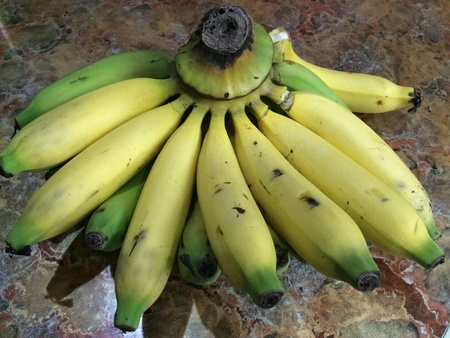 Green Yellow Banana on the Tableの素材