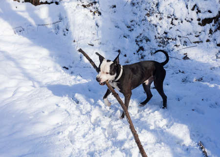 pit bull walking together in snowy weatherの写真素材