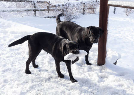 black labrador plays in the winter in the snowの写真素材