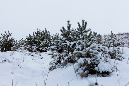 snow-covered fir trees in the forest