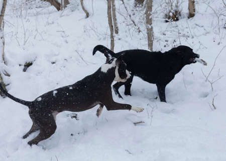 dogs play in the woodsの写真素材