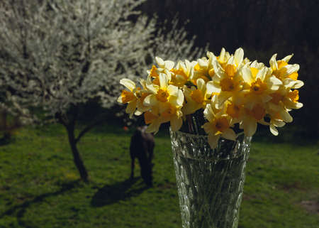 beautiful bouquet of daffodils illuminated by the sunの写真素材