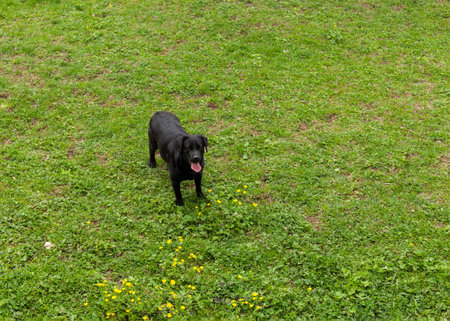 happy labrador in black color sits outside in flowers