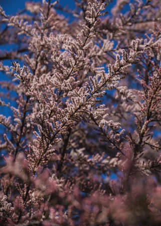 beautiful small pink flowers on tree branches. macro photographyの写真素材