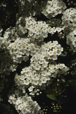 beautiful white flowers growing on a shrub in the sun. macro photography