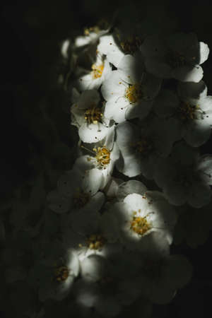 close up photo of beautiful white flowers growing on a shrub in the sun. macro photographyの写真素材