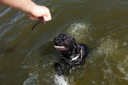 a beautiful Labrador dog happily swims in the lake holding a stick in his teeth and enjoys a walk in sunny weatherの写真素材