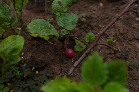 radishes grow in the garden in the damp groundの写真素材