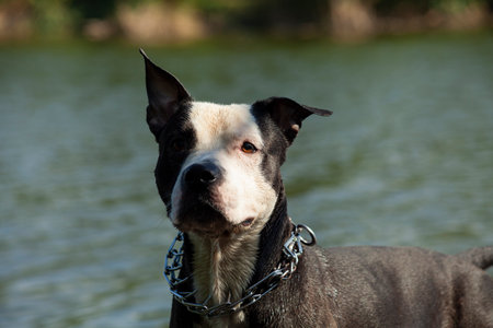 a beautiful dog of the pit bull breed, black and white color stands on the pier near the lake and looks into the distance. Walking with dogsの写真素材
