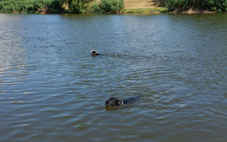 a beautiful dog of the pit bull breed, black and white color swims in summer, in sunny weather in a lake in a city park, enjoying a walkの写真素材