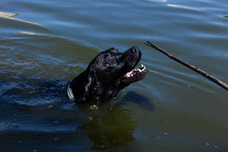 a beautiful Labrador dog happily swims in the lake holding a stick in his teeth and enjoys a walk in sunny weatherの写真素材