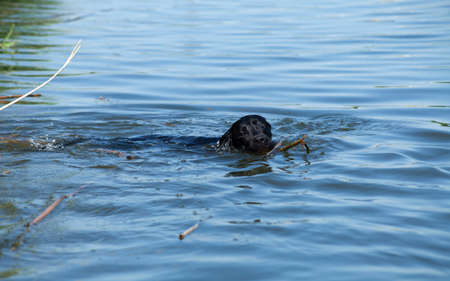 a beautiful Labrador dog happily swims in the lake holding a stick in his teeth and enjoys a walk in sunny weatherの写真素材