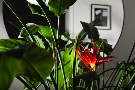 tropical plants in the interior of the room near the mirrorの写真素材