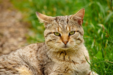 a red striped cat is lying on the green grass restingの写真素材