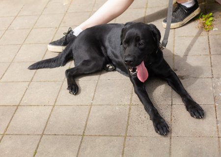 A black labrador retriever dog is lying on the ground.の写真素材