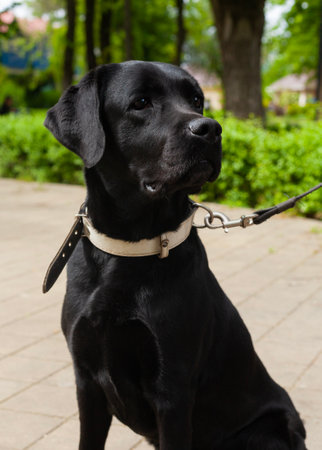 Black labrador retriever dog on a leash in the park.の写真素材