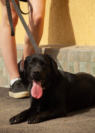 Black Labrador Retriever lying on the ground with his owner.の写真素材
