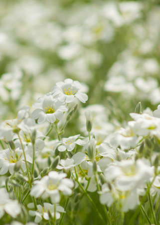 macrophotography of white flowers growing on the streetの写真素材