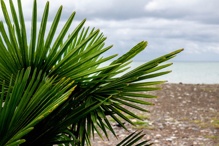 Leaves of a palm tree. On the beach.の写真素材