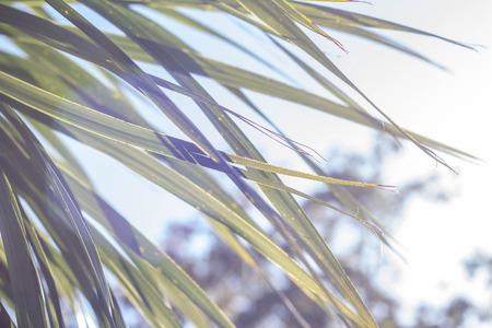 Palm leaves in the sun against the sky. Tropical texture. Summer sunny day.の写真素材