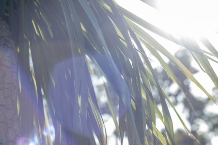 Palm leaves in the sun against the sky. A little sun breaks through the leaves. Summer sunny day, colored highlights. Tropical texture.の写真素材