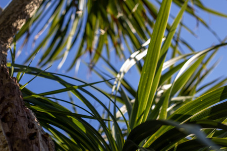 The leaves of palm trees against the sky. A tropical texture. The sun breaks through the leaves. Summer sunny day, colored highlights.の写真素材
