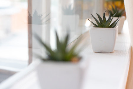 Indoor plant. White pot. Cactus. Reflection in the glass.の写真素材